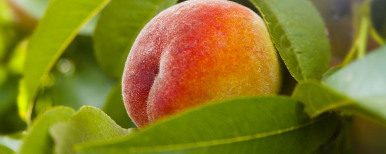 Extraction and Manufacturing of Fruit Pulp